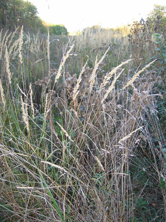 Calamagrostis epigejos